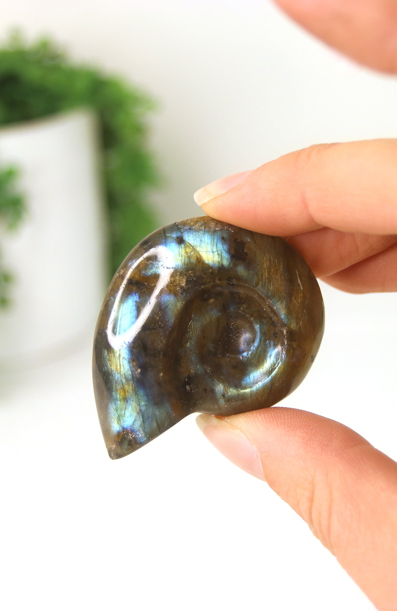 Labradorite Shell